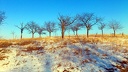 Bäume in der Winterlandschaft