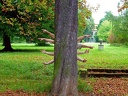 Mehrarmiger Baum