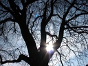 Baum im Sonnenschein