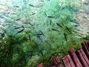 Landschaft Kroatien Plitwitzer Seen Fische 1